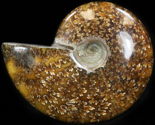 Cleoniceras Ammonite Fossil - Madagascar #41652